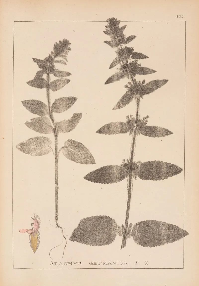 Herbier De La Flore Francaise Pl 0843 Wall Art by Louis Antoine Cusin - High-Resolution Digital Print