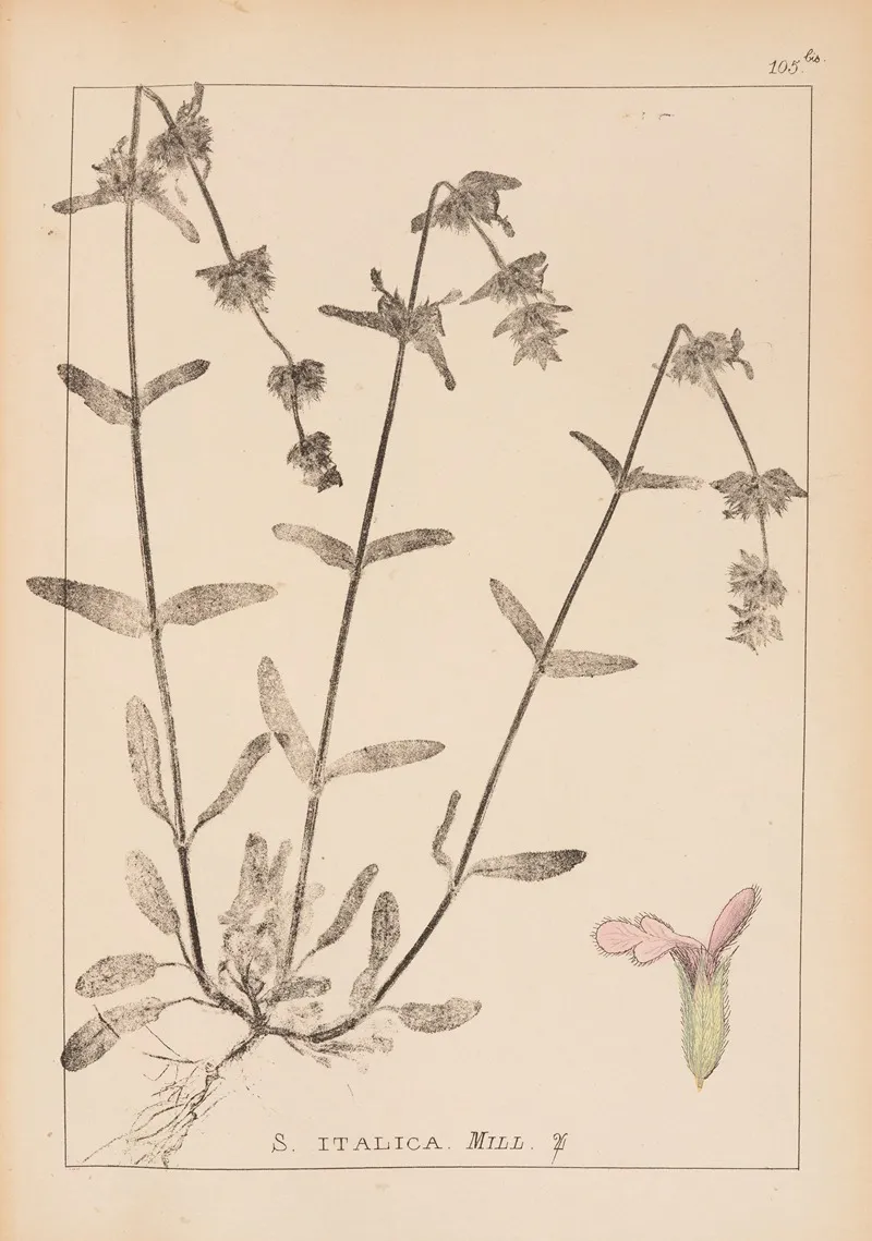Herbier De La Flore Francaise Pl 0844 Wall Art by Louis Antoine Cusin - High-Resolution Digital Print