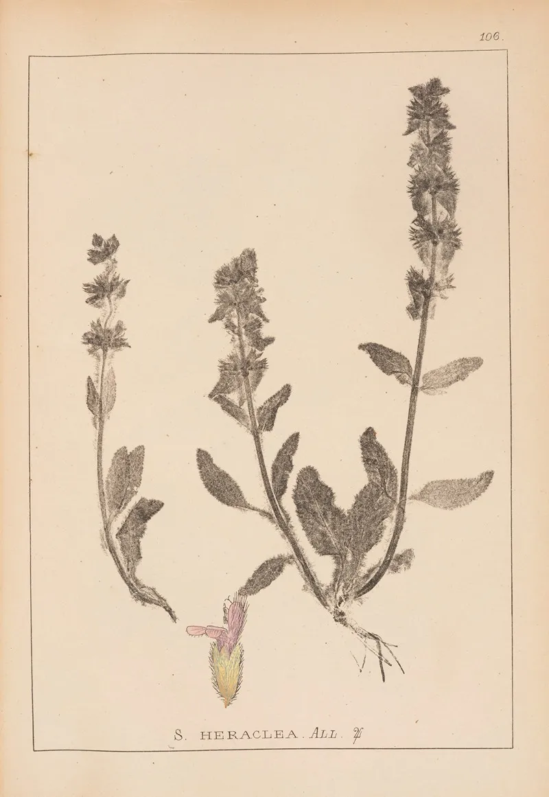 Herbier De La Flore Francaise Pl 0845 Wall Art by Louis Antoine Cusin - High-Resolution Digital Print