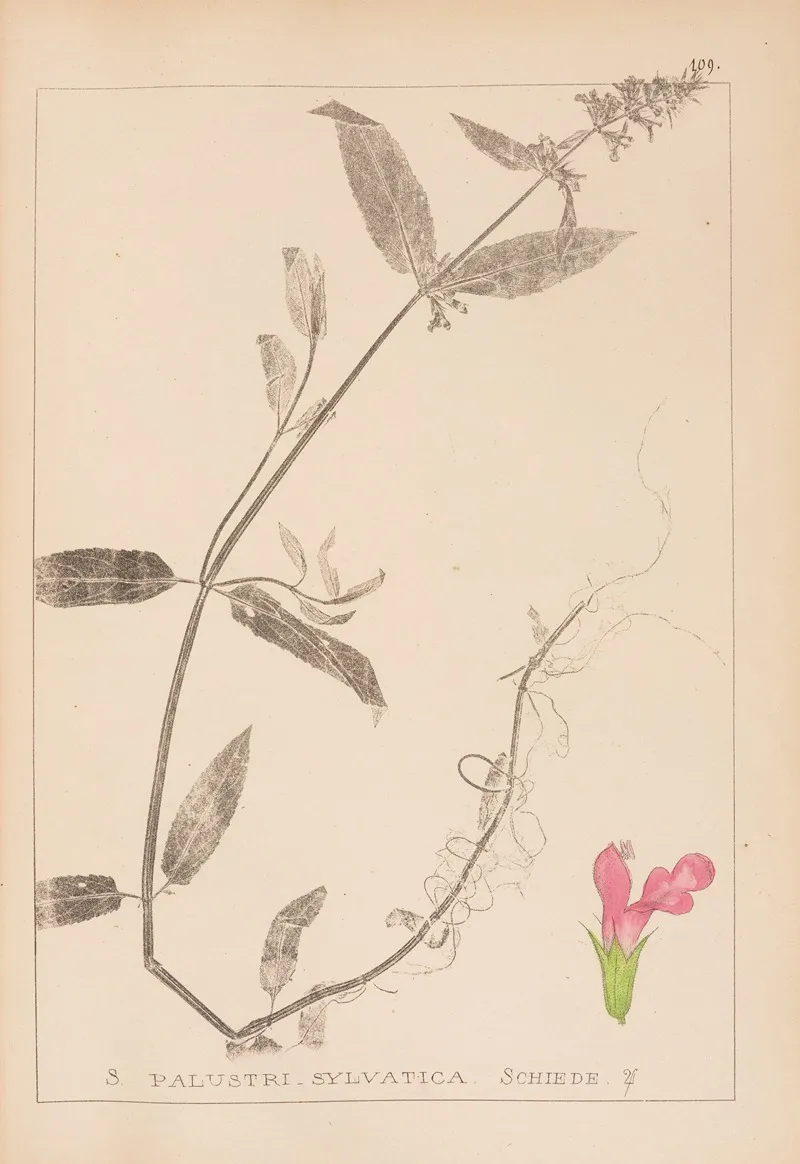 Herbier De La Flore Francaise Pl 0848 Wall Art by Louis Antoine Cusin - High-Resolution Digital Print