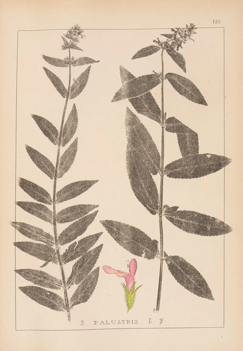 Herbier De La Flore Francaise Pl 0849 Wall Art by Louis Antoine Cusin - High-Resolution Digital Print