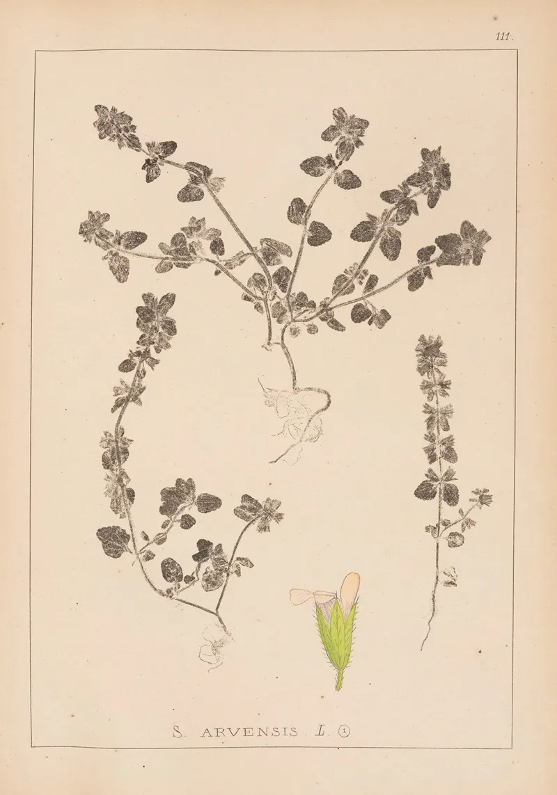 Herbier De La Flore Francaise Pl 0850 Wall Art by Louis Antoine Cusin - High-Resolution Digital Print