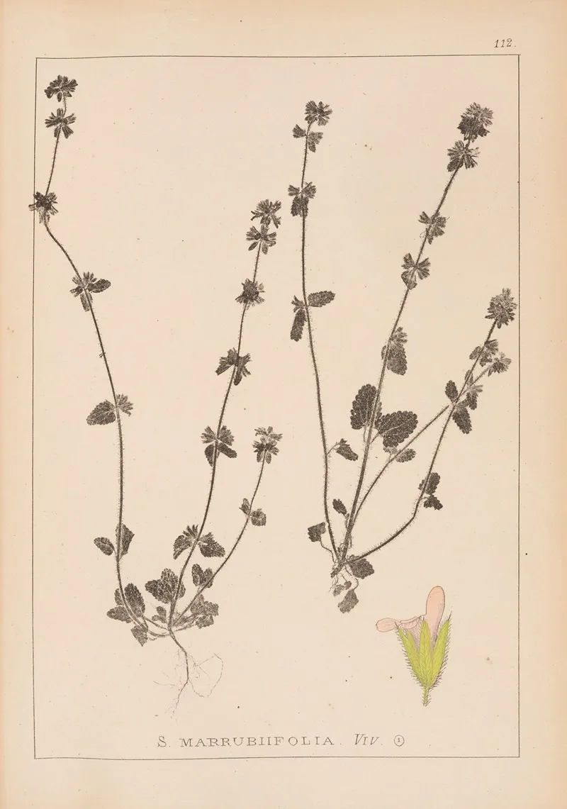 Herbier De La Flore Francaise Pl 0851 Wall Art by Louis Antoine Cusin - High-Resolution Digital Print