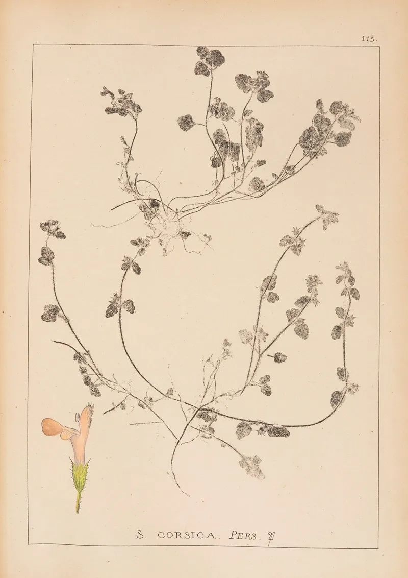 Herbier De La Flore Francaise Pl 0852 Wall Art by Louis Antoine Cusin - High-Resolution Digital Print