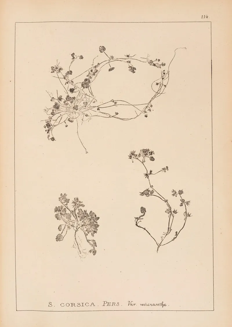 Herbier De La Flore Francaise Pl 0853 Wall Art by Louis Antoine Cusin - High-Resolution Digital Print