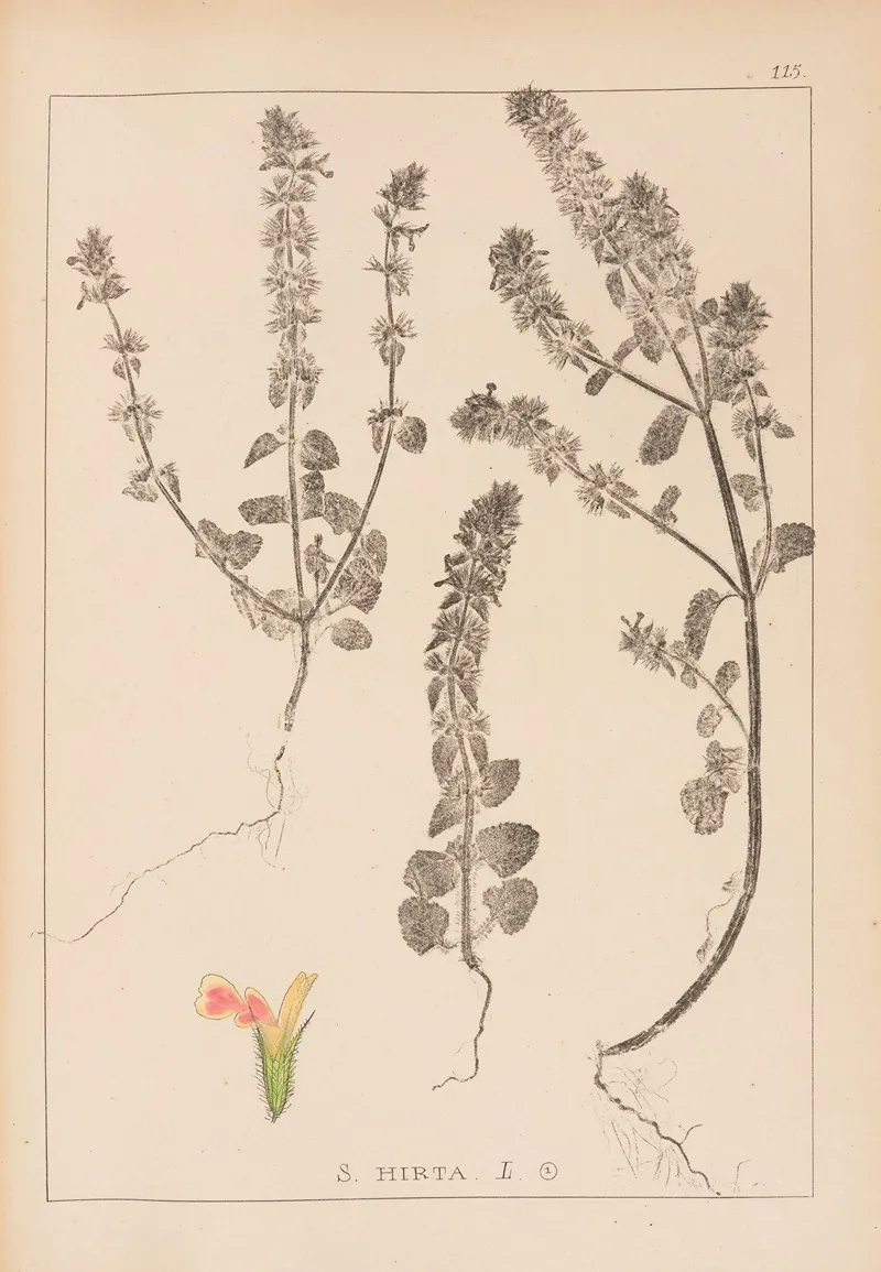 Herbier De La Flore Francaise Pl 0854 Wall Art by Louis Antoine Cusin - High-Resolution Digital Print