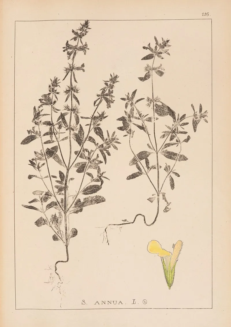 Herbier De La Flore Francaise Pl 0855 Wall Art by Louis Antoine Cusin - High-Resolution Digital Print