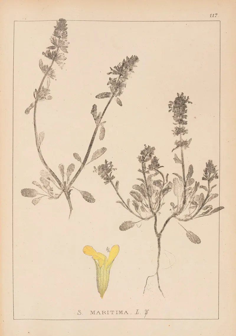 Herbier De La Flore Francaise Pl 0856 Wall Art by Louis Antoine Cusin - High-Resolution Digital Print