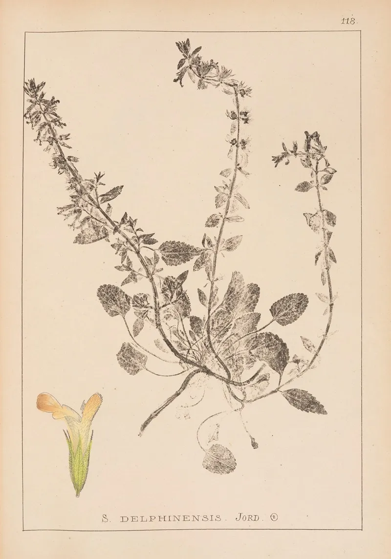 Herbier De La Flore Francaise Pl 0857 Wall Art by Louis Antoine Cusin - High-Resolution Digital Print