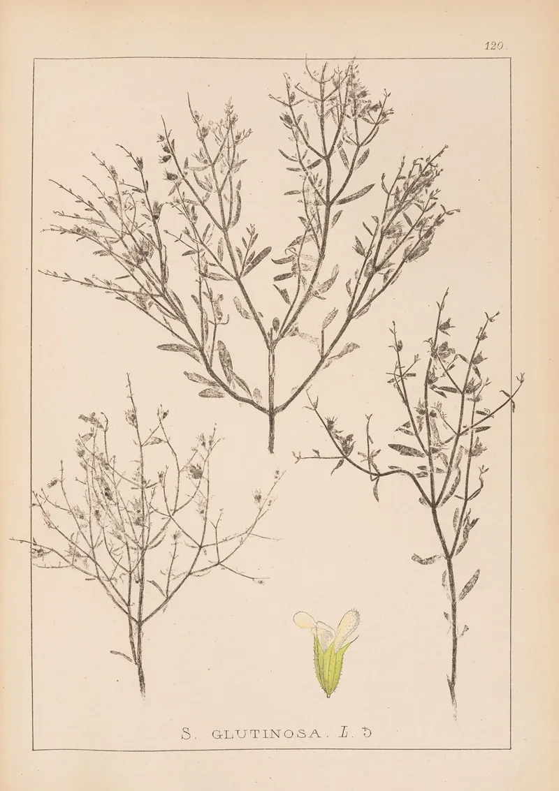 Herbier De La Flore Francaise Pl 0859 Wall Art by Louis Antoine Cusin - High-Resolution Digital Print