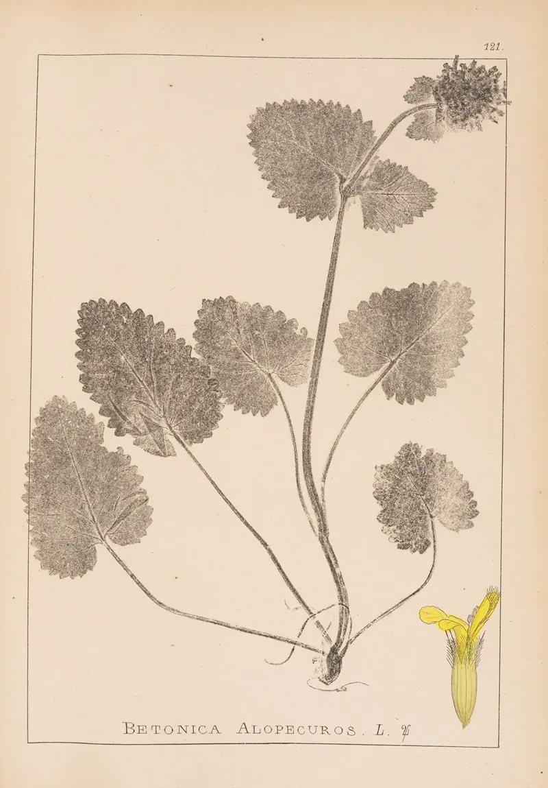 Herbier De La Flore Francaise Pl 0860 Wall Art by Louis Antoine Cusin - High-Resolution Digital Print