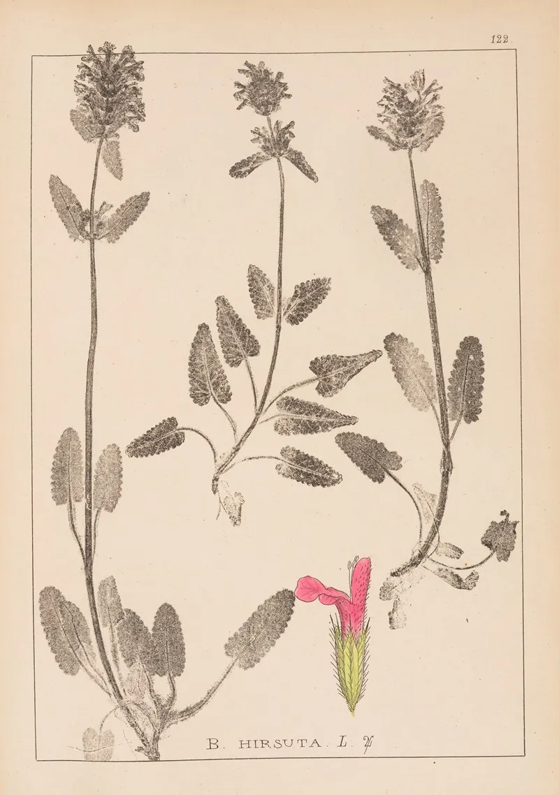 Herbier De La Flore Francaise Pl 0861 Wall Art by Louis Antoine Cusin - High-Resolution Digital Print