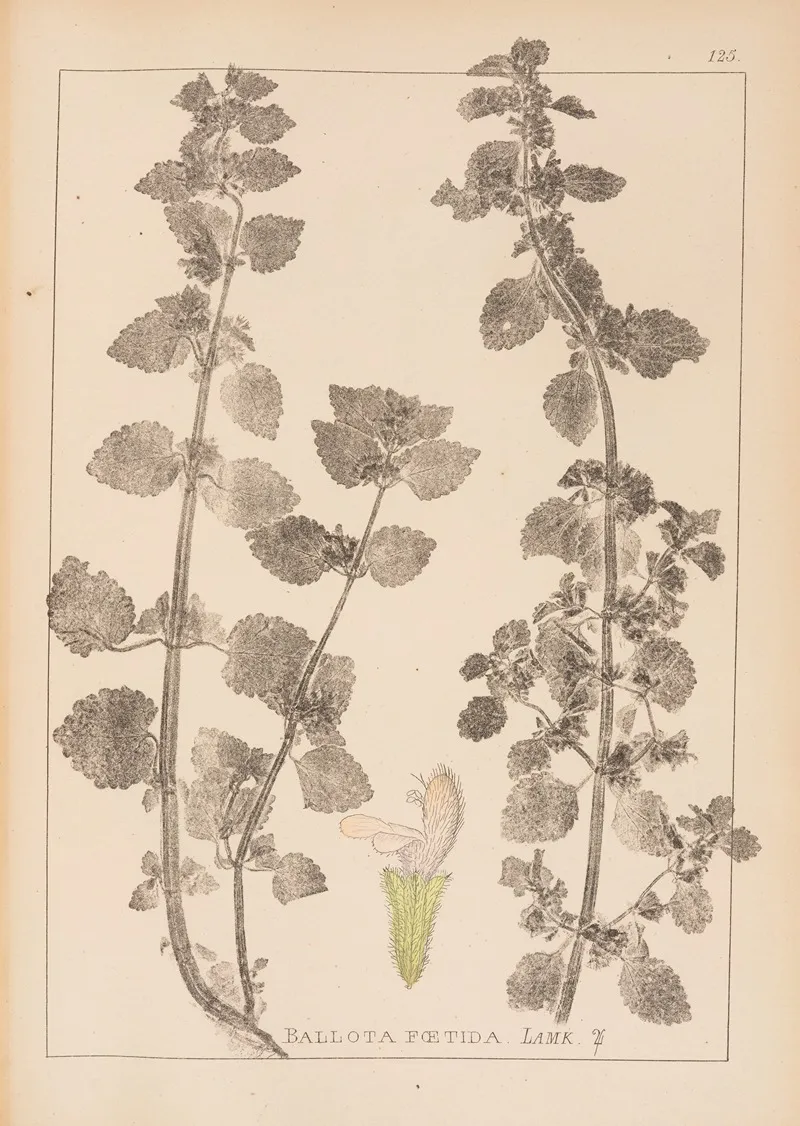 Herbier De La Flore Francaise Pl 0864 Wall Art by Louis Antoine Cusin - High-Resolution Digital Print