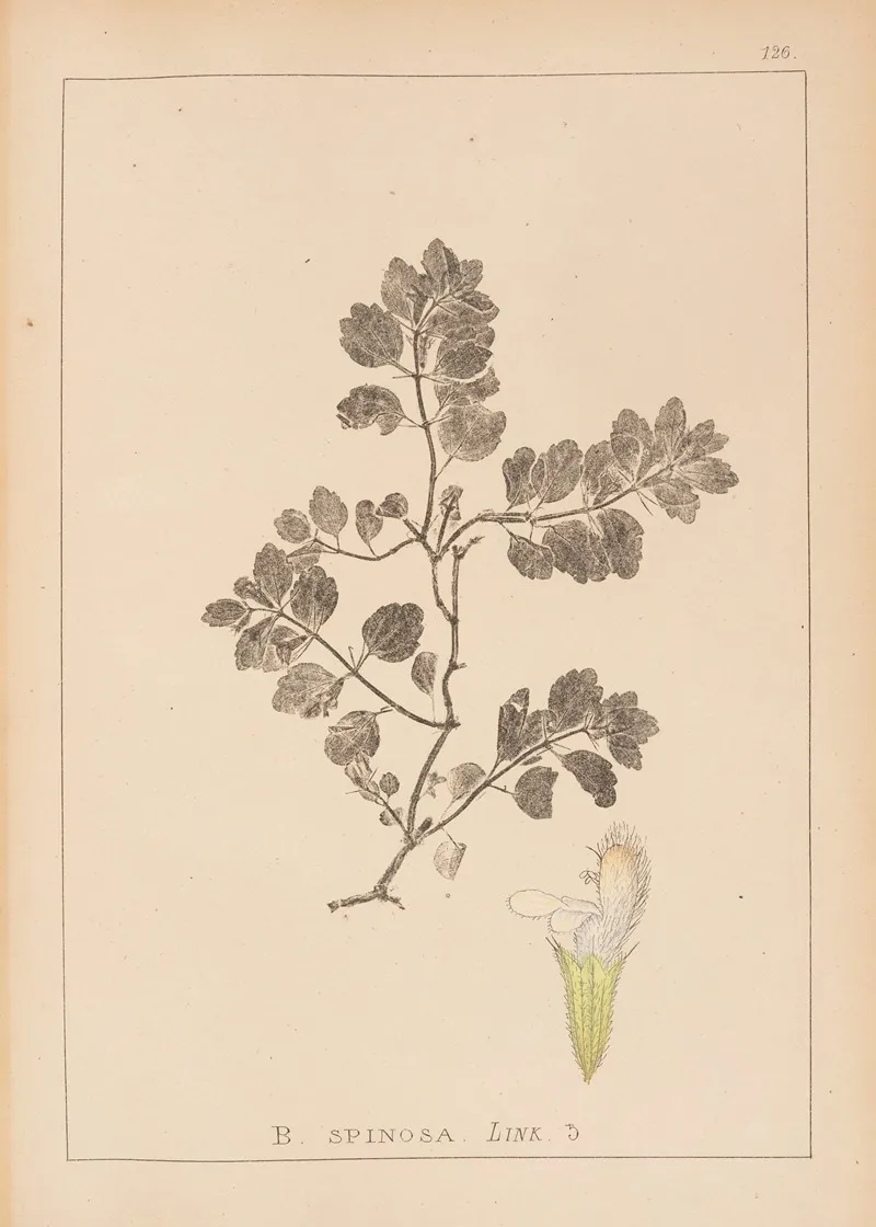 Herbier De La Flore Francaise Pl 0865 Wall Art by Louis Antoine Cusin - High-Resolution Digital Print