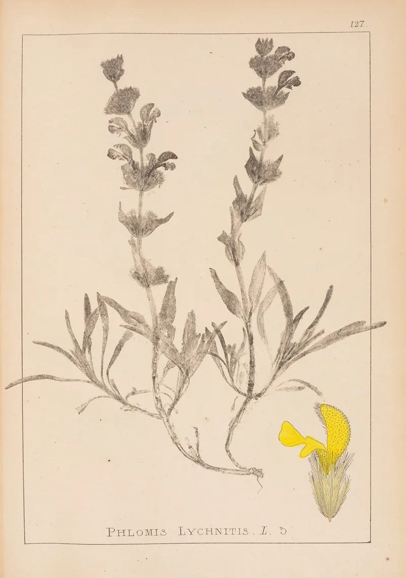 Herbier De La Flore Francaise Pl 0866 Wall Art by Louis Antoine Cusin - High-Resolution Digital Print
