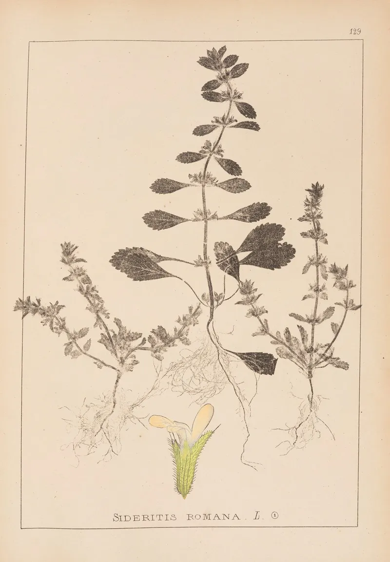 Herbier De La Flore Francaise Pl 0868 Wall Art by Louis Antoine Cusin - High-Resolution Digital Print