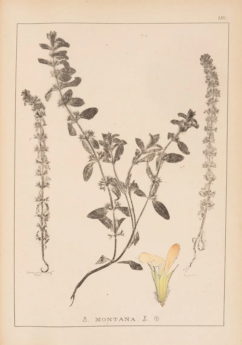 Herbier De La Flore Francaise Pl 0869 Wall Art by Louis Antoine Cusin - High-Resolution Digital Print