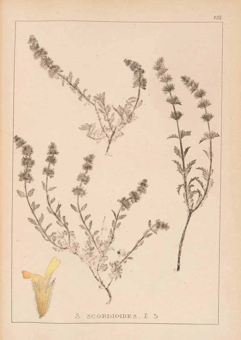 Herbier De La Flore Francaise Pl 0871 Wall Art by Louis Antoine Cusin - High-Resolution Digital Print