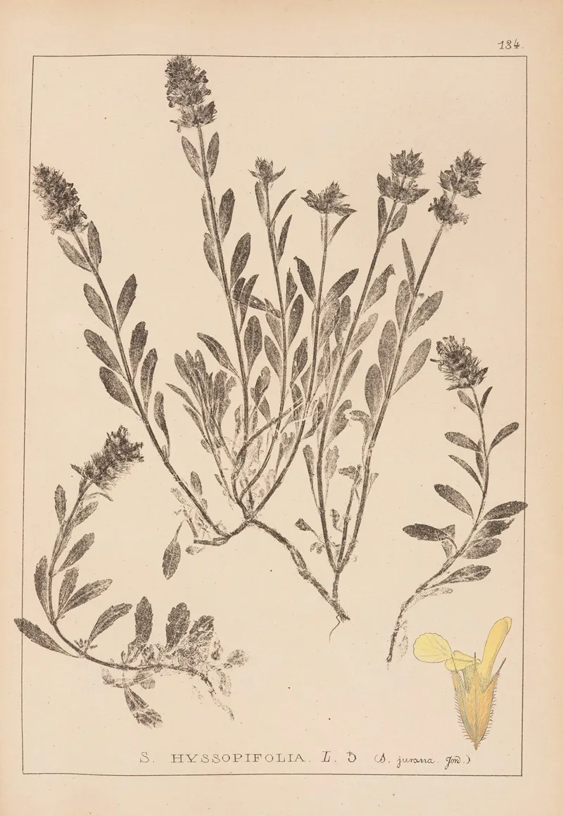 Herbier De La Flore Francaise Pl 0873 Wall Art by Louis Antoine Cusin - High-Resolution Digital Print