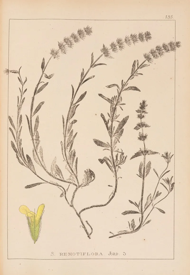 Herbier De La Flore Francaise Pl 0874 Wall Art by Louis Antoine Cusin - High-Resolution Digital Print