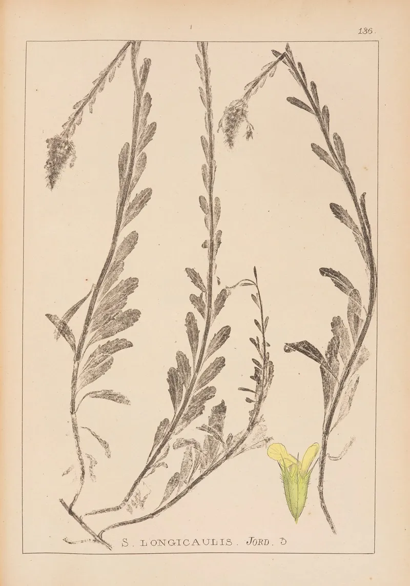 Herbier De La Flore Francaise Pl 0875 Wall Art by Louis Antoine Cusin - High-Resolution Digital Print