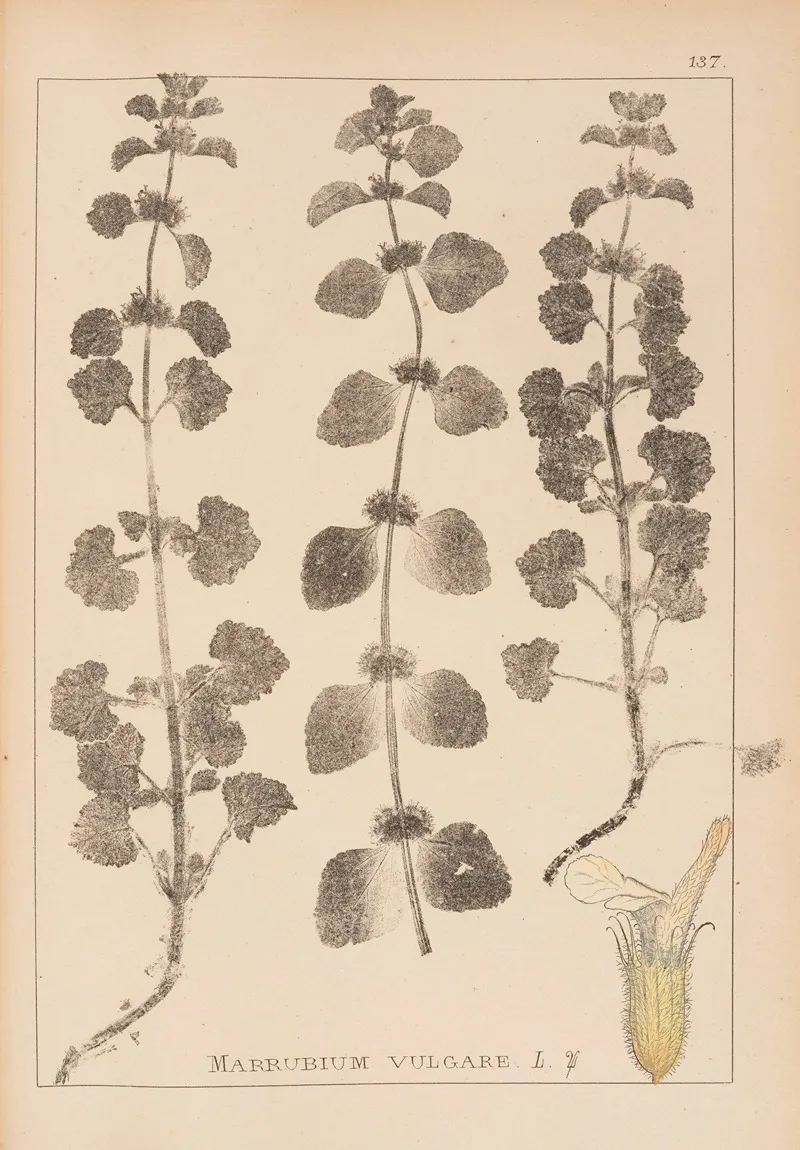 Herbier De La Flore Francaise Pl 0876 Wall Art by Louis Antoine Cusin - High-Resolution Digital Print