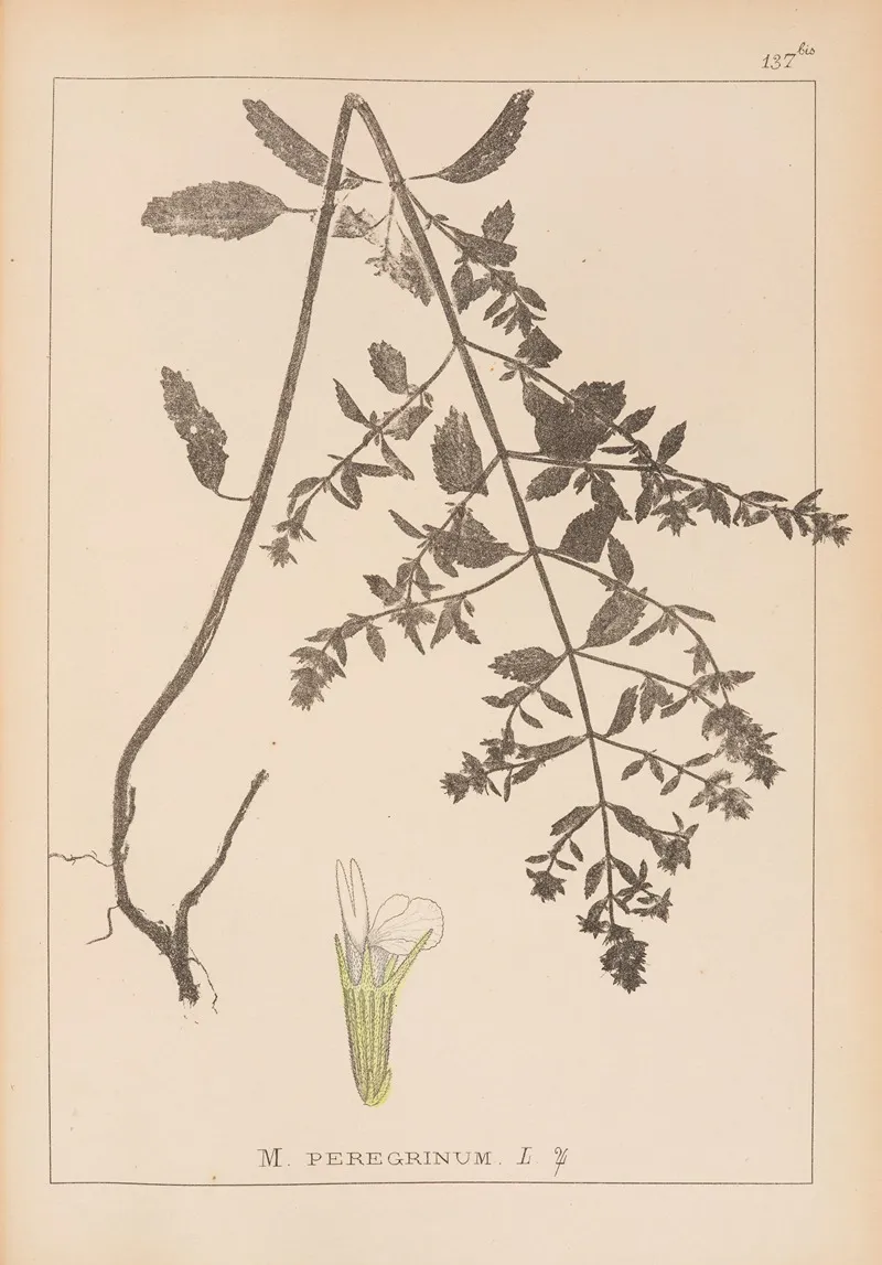 Herbier De La Flore Francaise Pl 0877 Wall Art by Louis Antoine Cusin - High-Resolution Digital Print