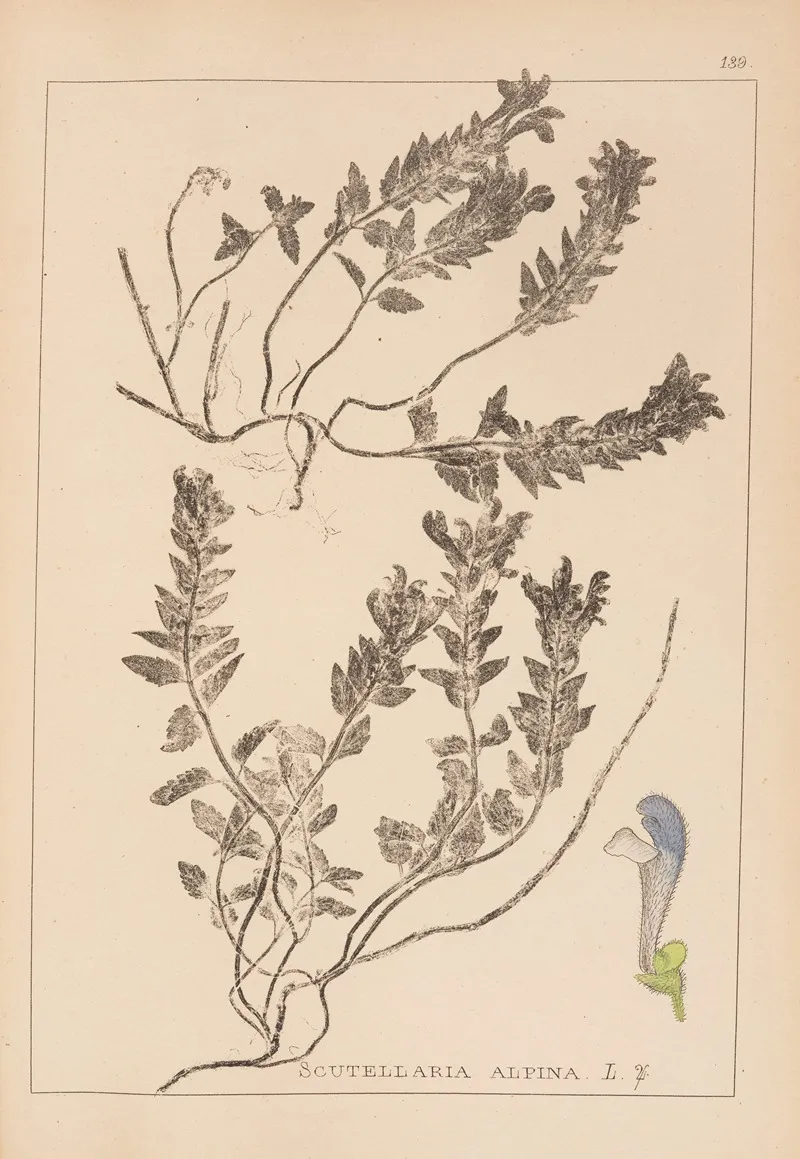 Herbier De La Flore Francaise Pl 0879 Wall Art by Louis Antoine Cusin - High-Resolution Digital Print
