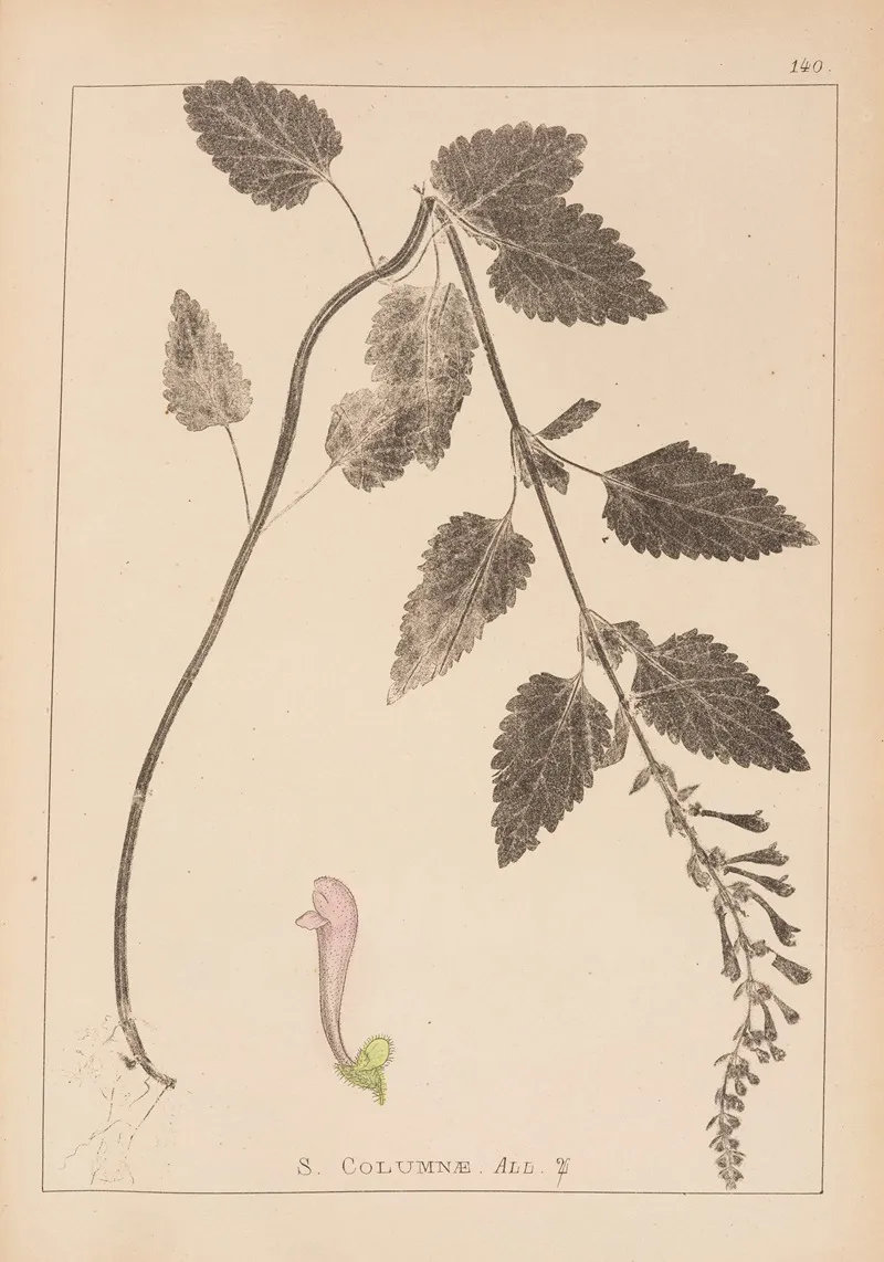 Herbier De La Flore Francaise Pl 0880 Wall Art by Louis Antoine Cusin - High-Resolution Digital Print