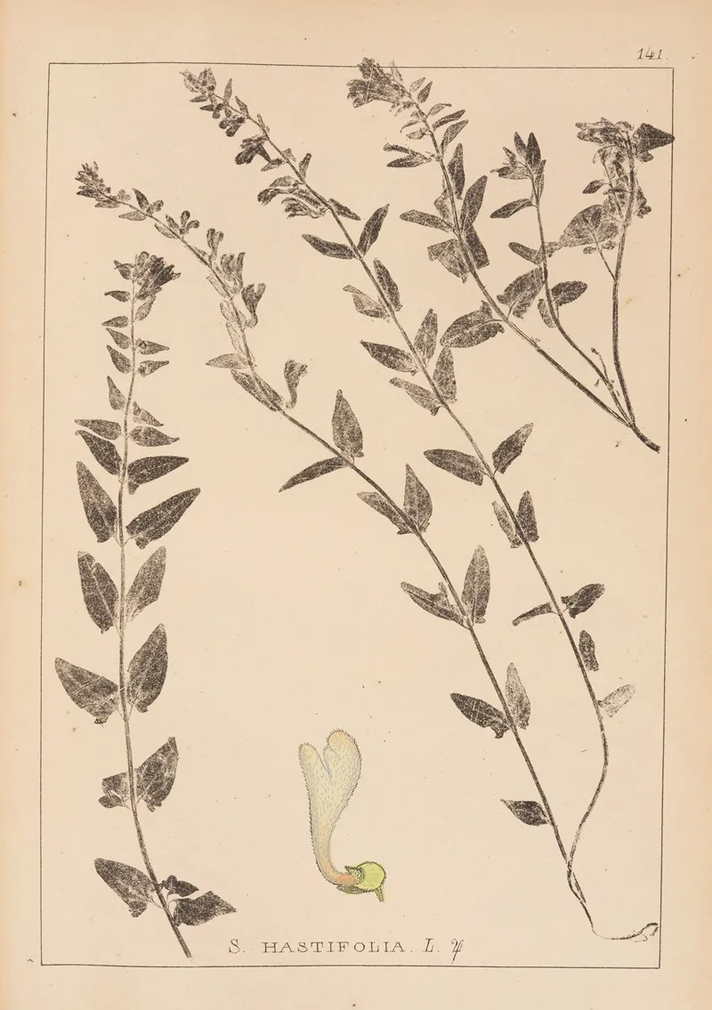 Herbier De La Flore Francaise Pl 0881 Wall Art by Louis Antoine Cusin - High-Resolution Digital Print