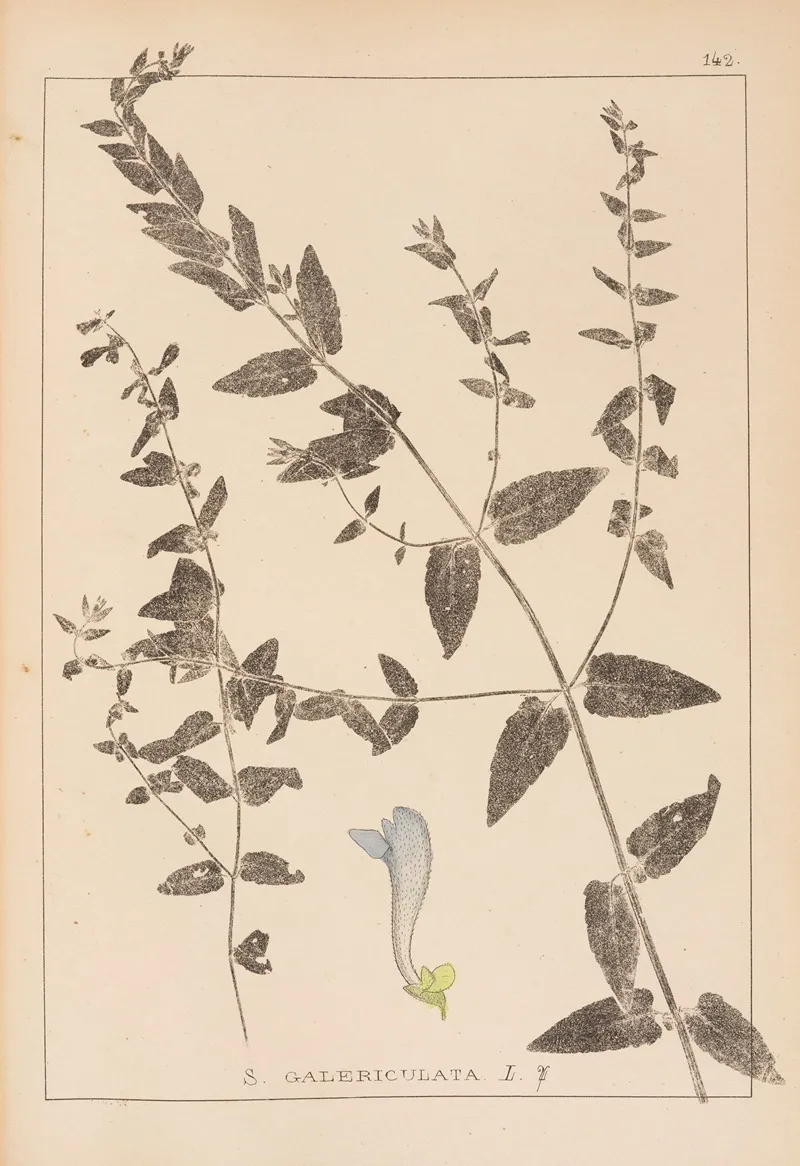Herbier De La Flore Francaise Pl 0882 Wall Art by Louis Antoine Cusin - High-Resolution Digital Print