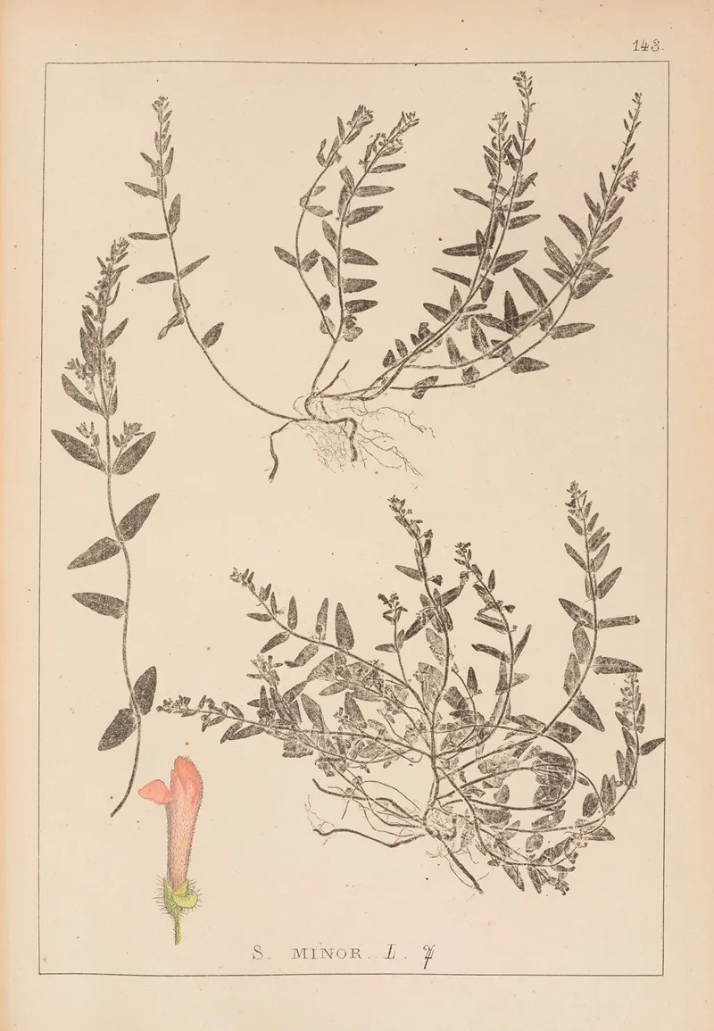 Herbier De La Flore Francaise Pl 0883 Wall Art by Louis Antoine Cusin - High-Resolution Digital Print