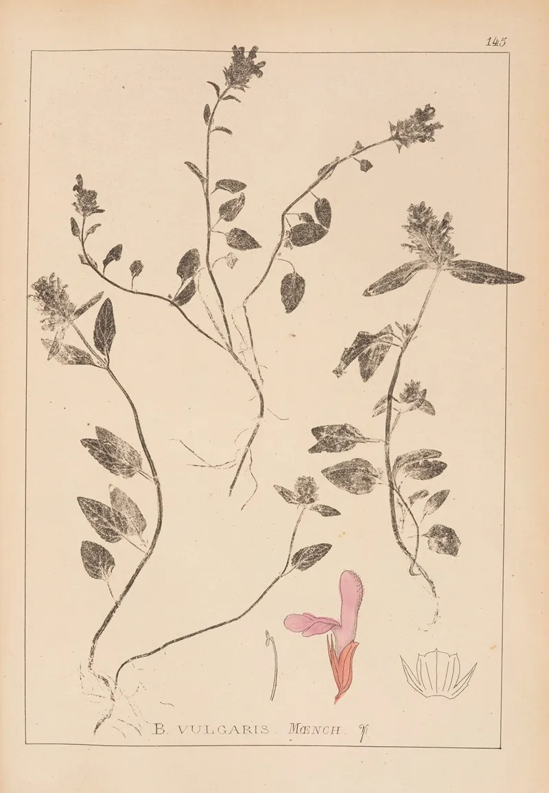 Herbier De La Flore Francaise Pl 0885 Wall Art by Louis Antoine Cusin - High-Resolution Digital Print