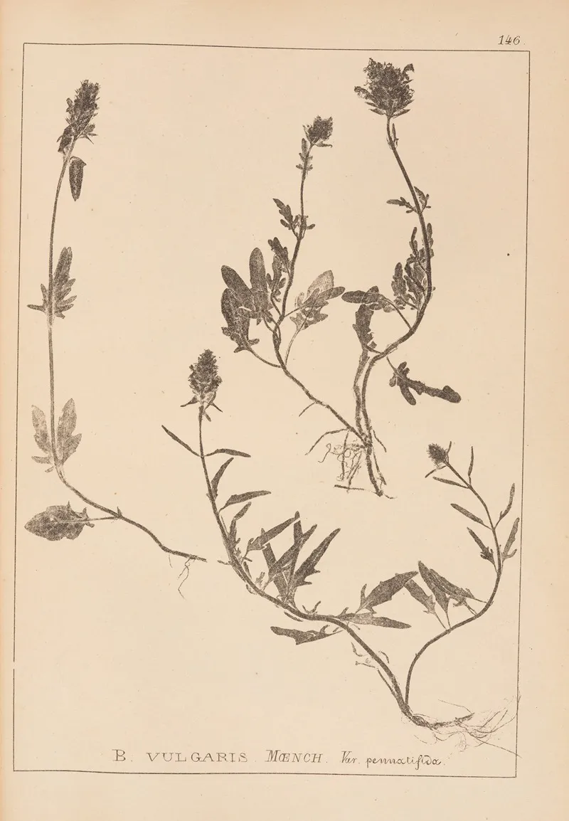 Herbier De La Flore Francaise Pl 0886 Wall Art by Louis Antoine Cusin - High-Resolution Digital Print