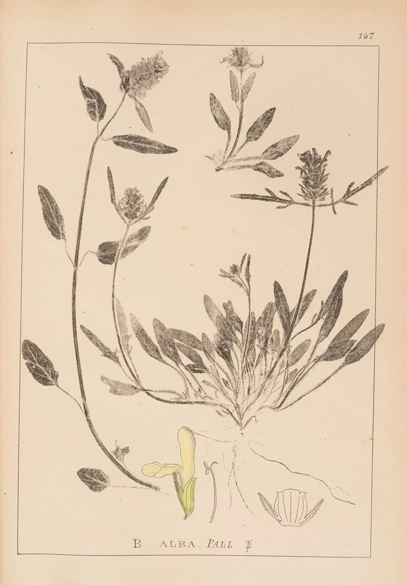 Herbier De La Flore Francaise Pl 0887 Wall Art by Louis Antoine Cusin - High-Resolution Digital Print