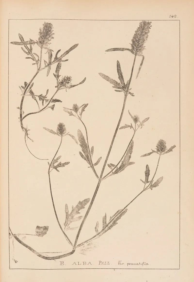 Herbier De La Flore Francaise Pl 0888 Wall Art by Louis Antoine Cusin - High-Resolution Digital Print