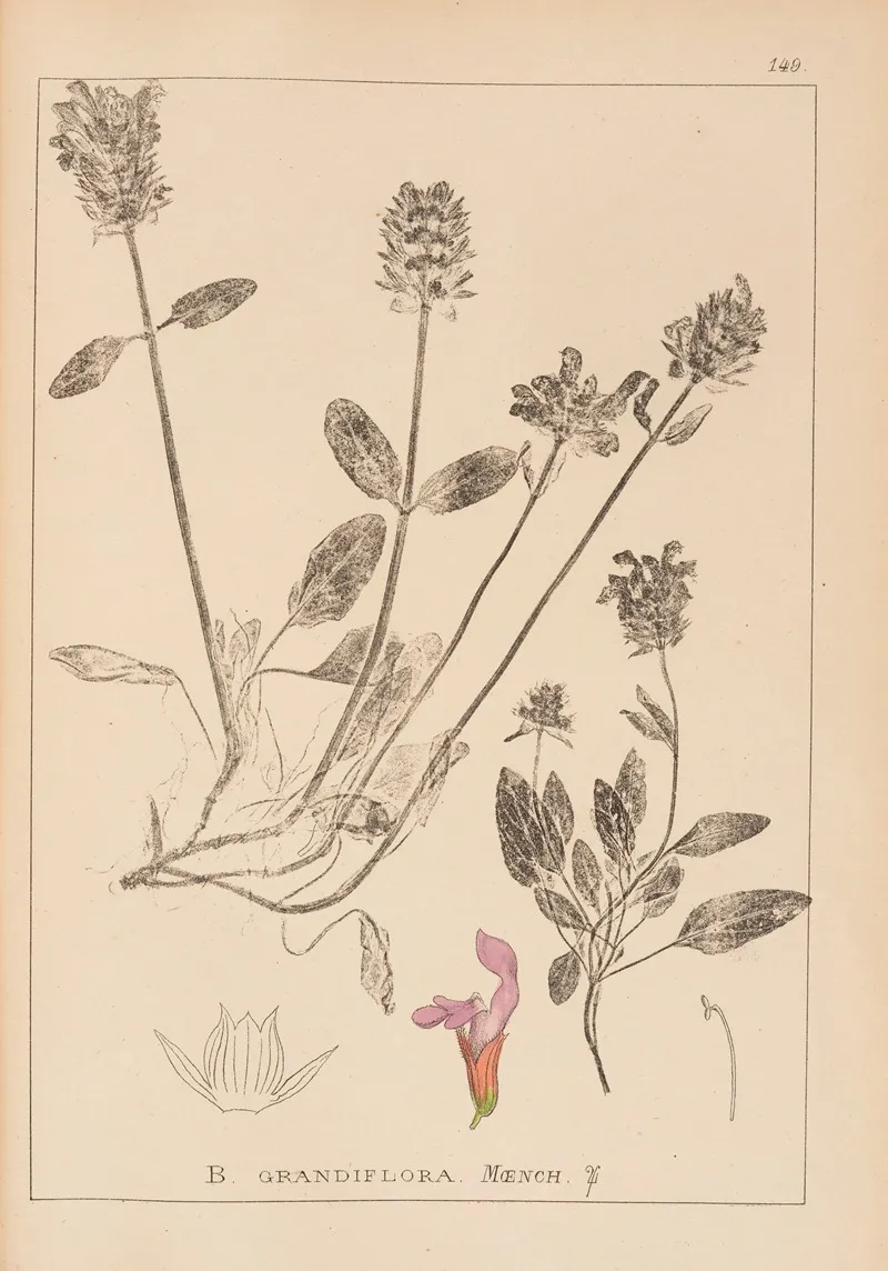 Herbier De La Flore Francaise Pl 0889 Wall Art by Louis Antoine Cusin - High-Resolution Digital Print