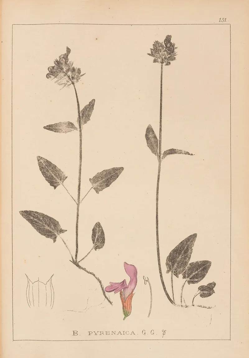 Herbier De La Flore Francaise Pl 0891 Wall Art by Louis Antoine Cusin - High-Resolution Digital Print