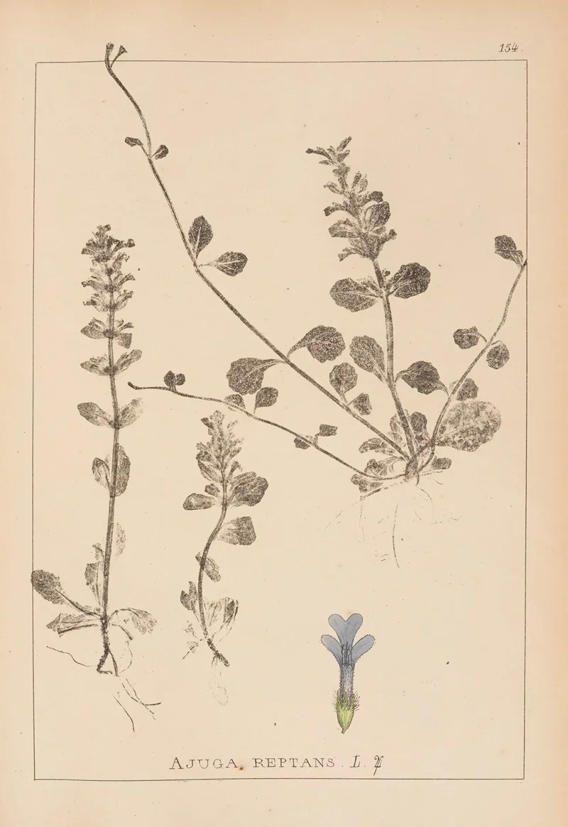 Herbier De La Flore Francaise Pl 0894 Wall Art by Louis Antoine Cusin - High-Resolution Digital Print