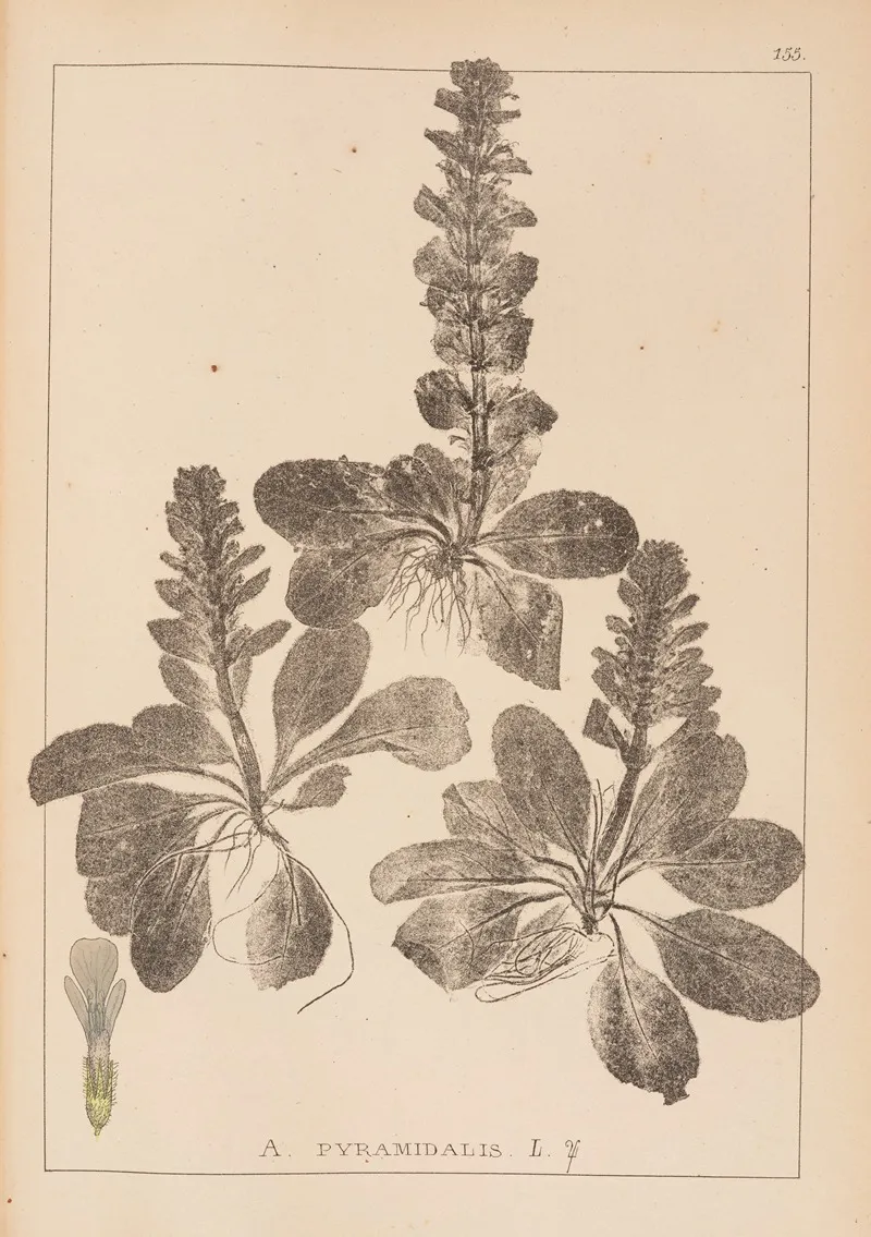 Herbier De La Flore Francaise Pl 0895 Wall Art by Louis Antoine Cusin - High-Resolution Digital Print