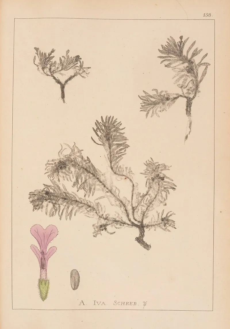 Herbier De La Flore Francaise Pl 0898 Wall Art by Louis Antoine Cusin - High-Resolution Digital Print
