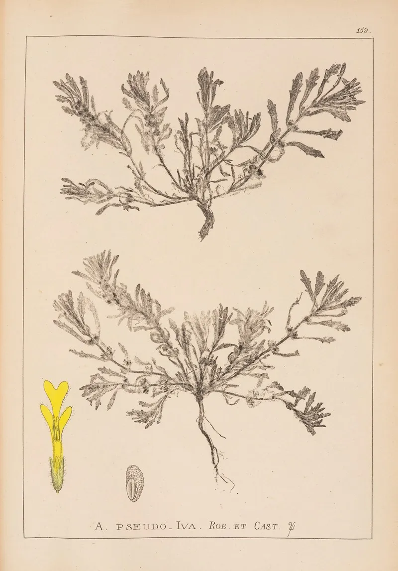 Herbier De La Flore Francaise Pl 0899 Wall Art by Louis Antoine Cusin - High-Resolution Digital Print