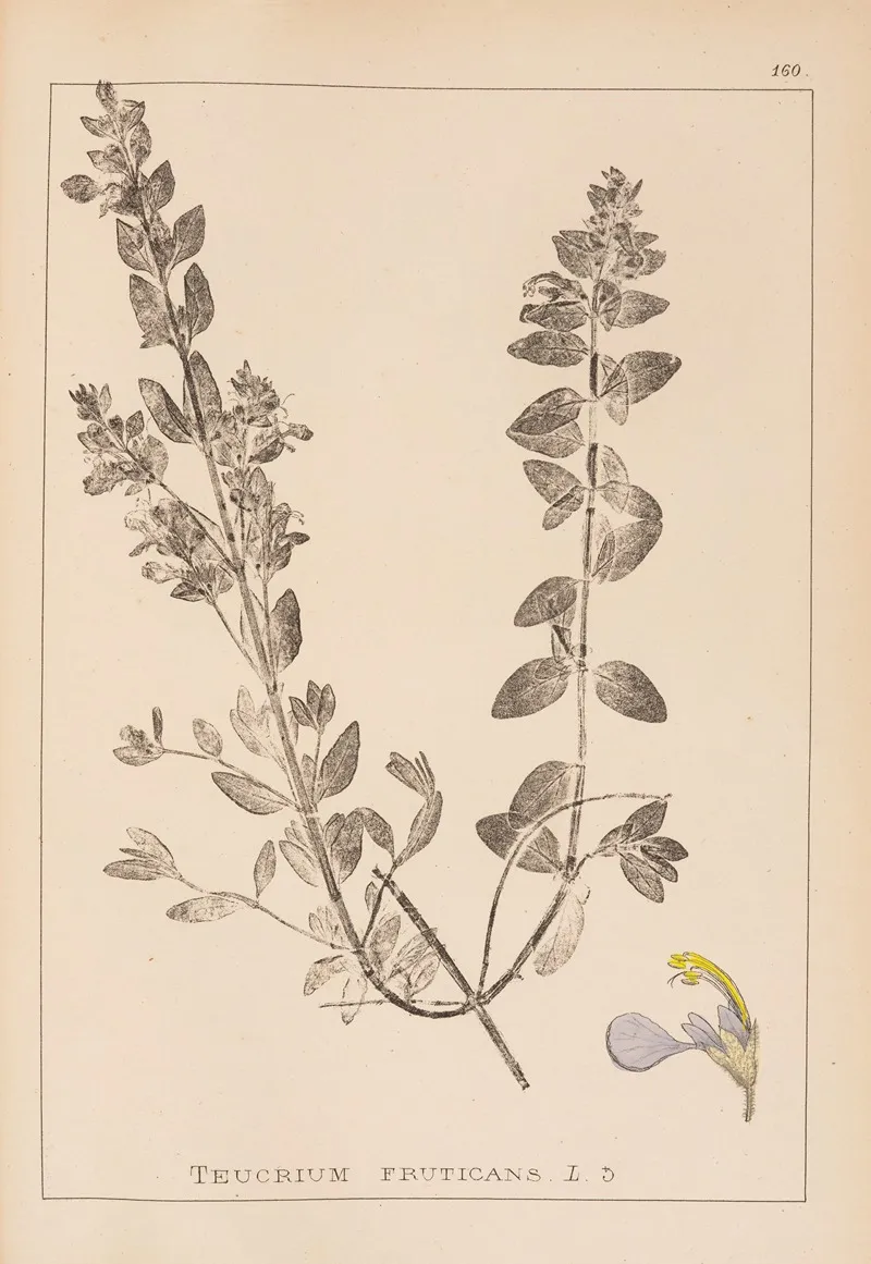 Herbier De La Flore Francaise Pl 0900 Wall Art by Louis Antoine Cusin - High-Resolution Digital Print