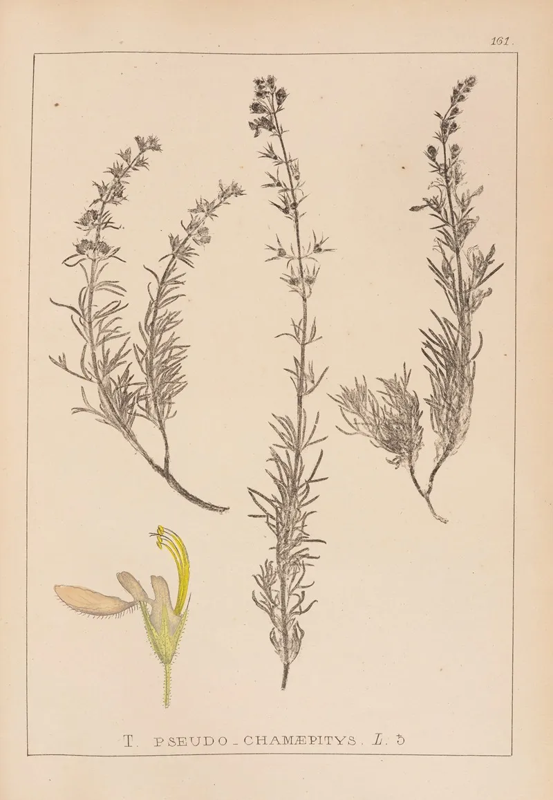 Herbier De La Flore Francaise Pl 0901 Wall Art by Louis Antoine Cusin - High-Resolution Digital Print
