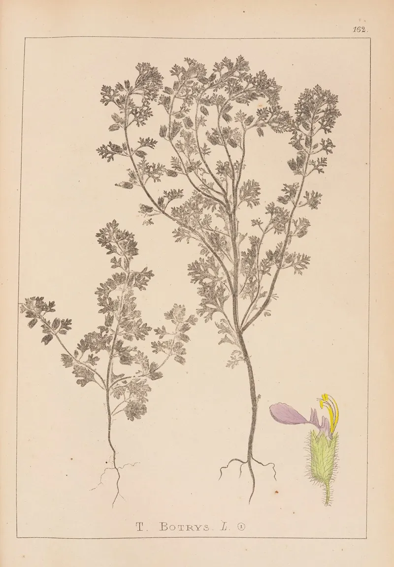 Herbier De La Flore Francaise Pl 0902 Wall Art by Louis Antoine Cusin - High-Resolution Digital Print
