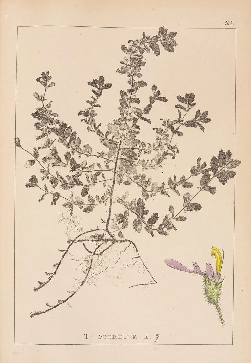 Herbier De La Flore Francaise Pl 0903 Wall Art by Louis Antoine Cusin - High-Resolution Digital Print