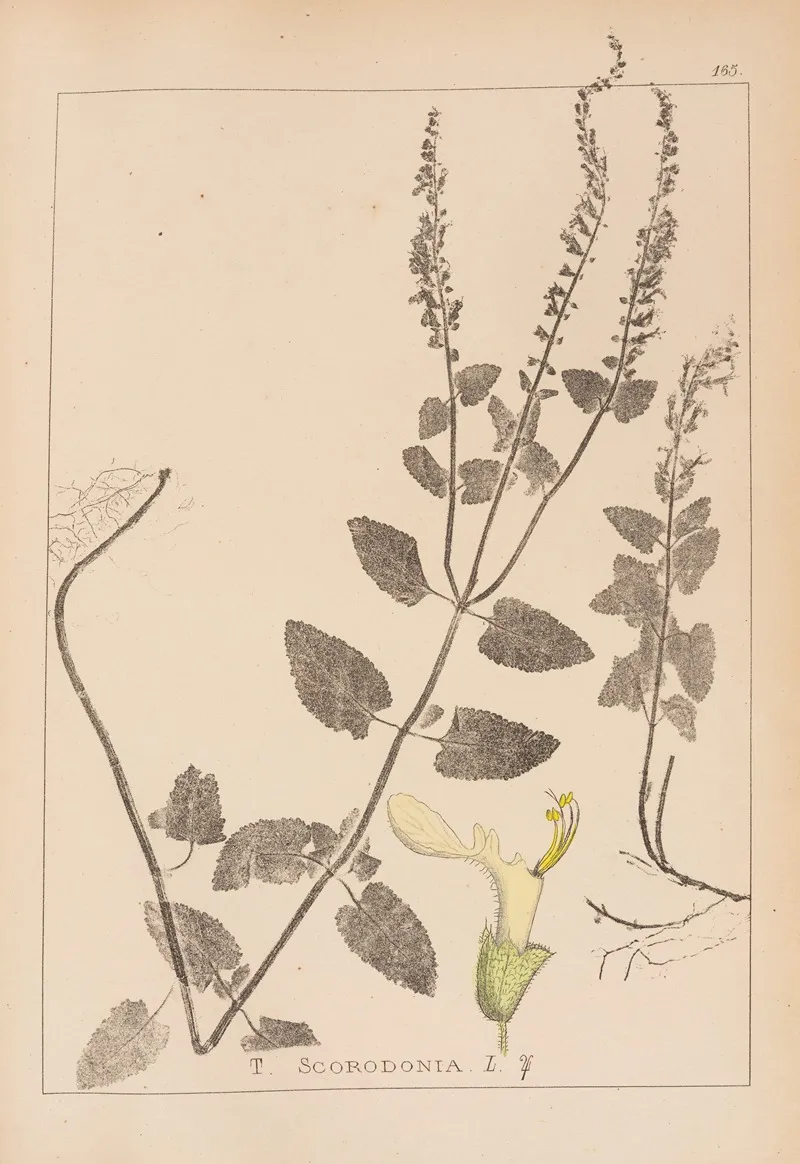 Herbier De La Flore Francaise Pl 0905 Wall Art by Louis Antoine Cusin - High-Resolution Digital Print