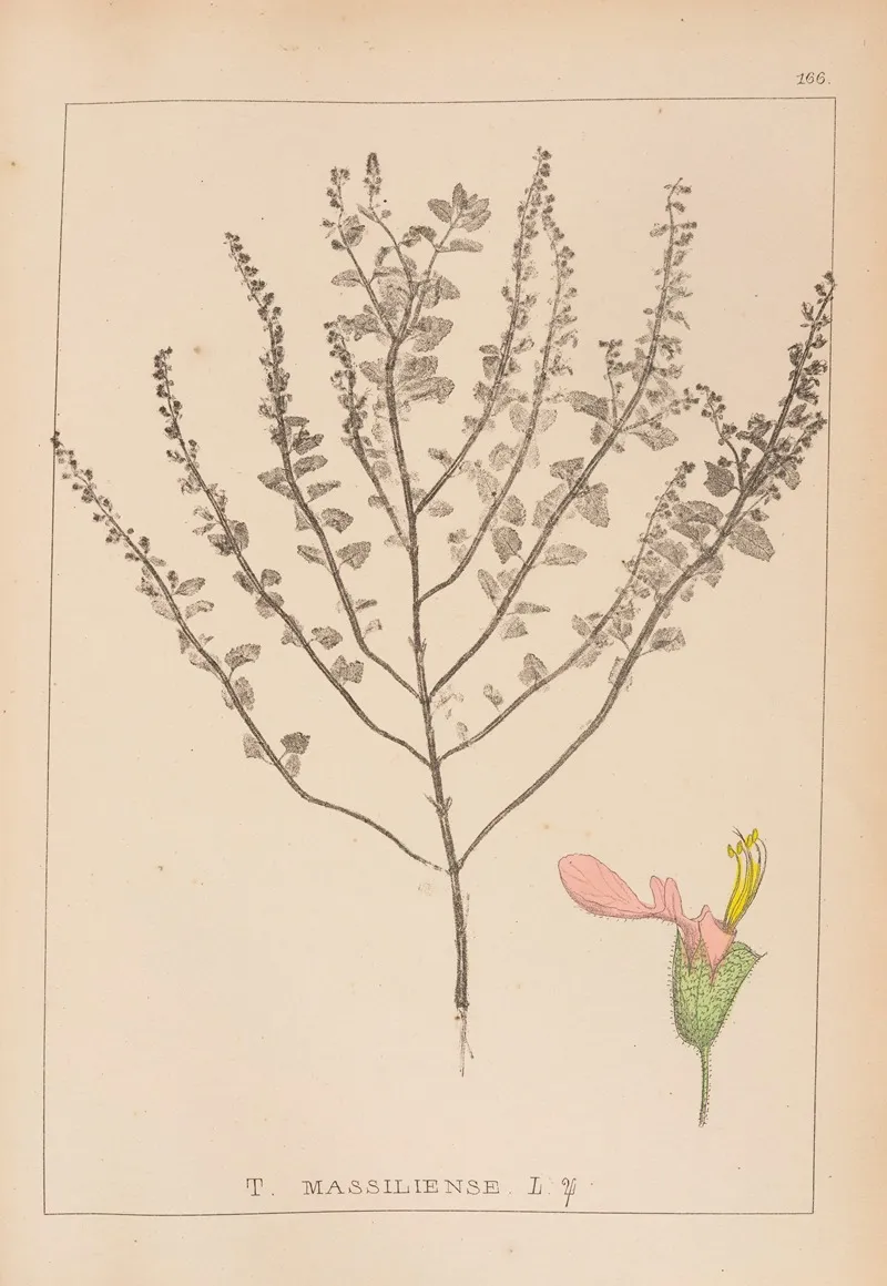 Herbier De La Flore Francaise Pl 0906 Wall Art by Louis Antoine Cusin - High-Resolution Digital Print