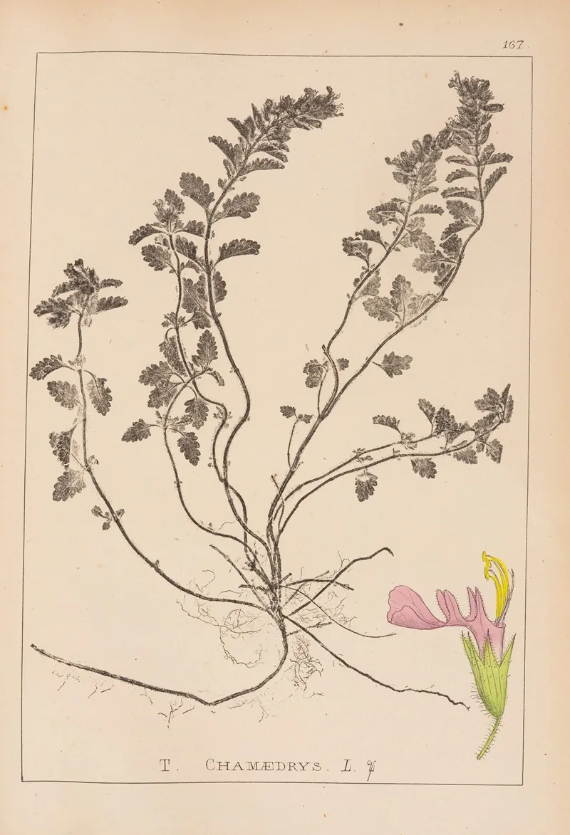 Herbier De La Flore Francaise Pl 0907 Wall Art by Louis Antoine Cusin - High-Resolution Digital Print