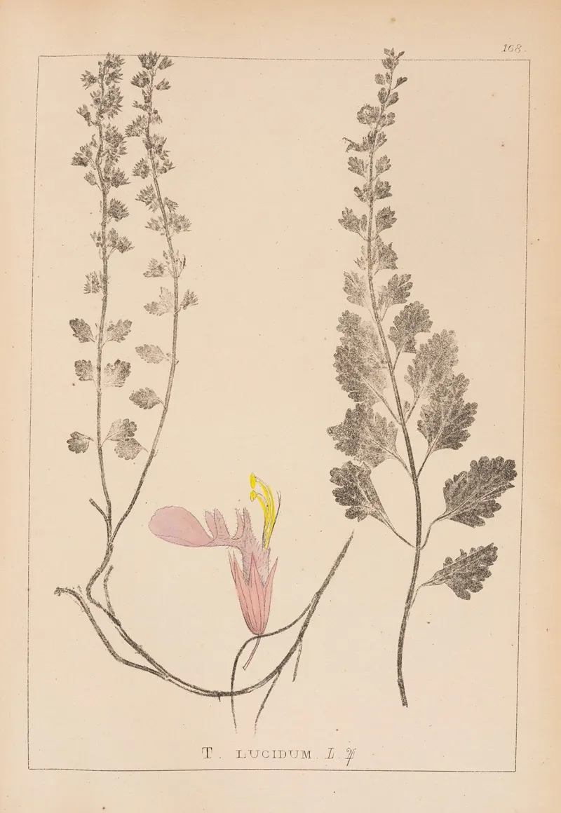 Herbier De La Flore Francaise Pl 0908 Wall Art by Louis Antoine Cusin - High-Resolution Digital Print